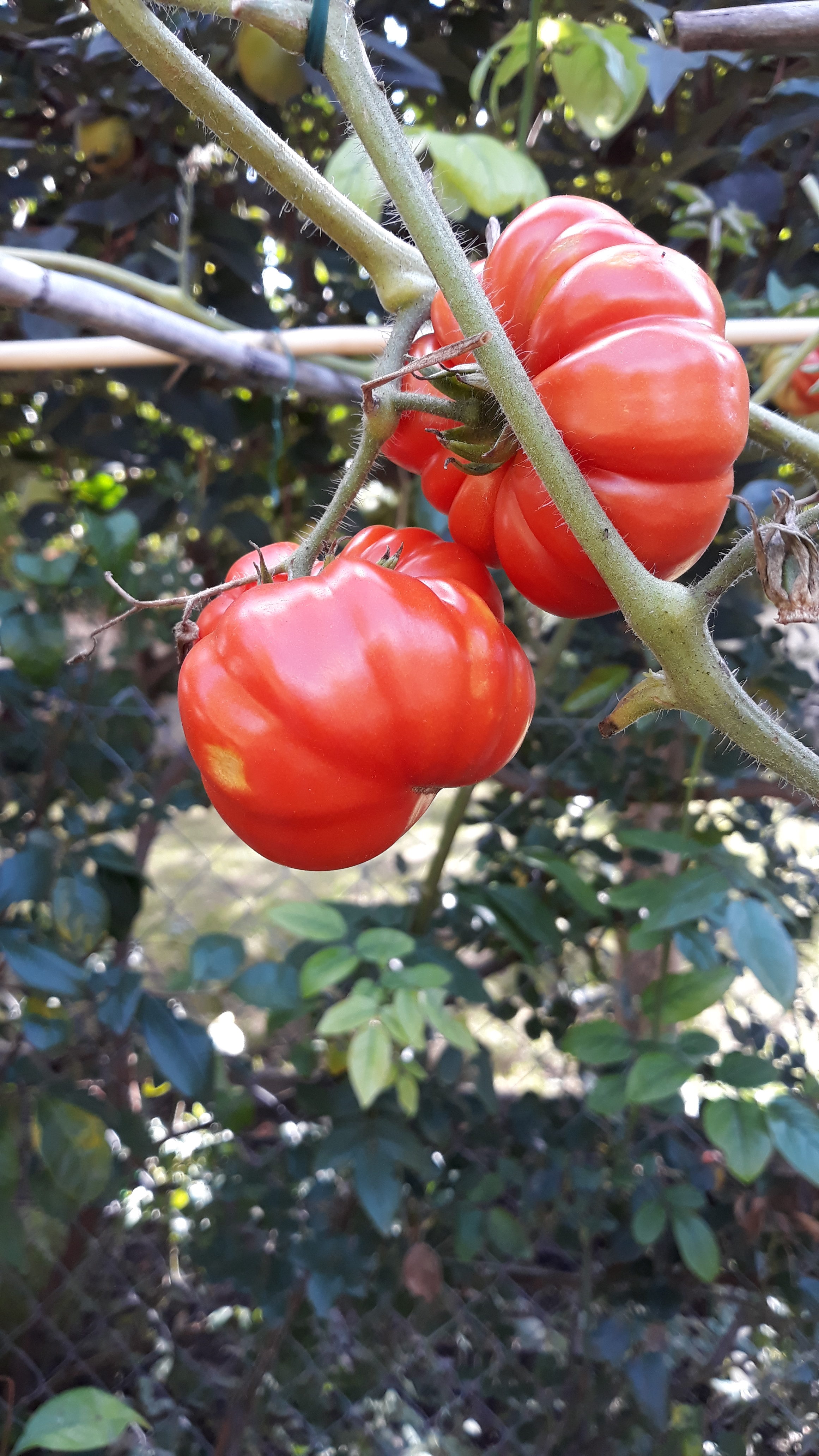 L’ORTO di BABETTI