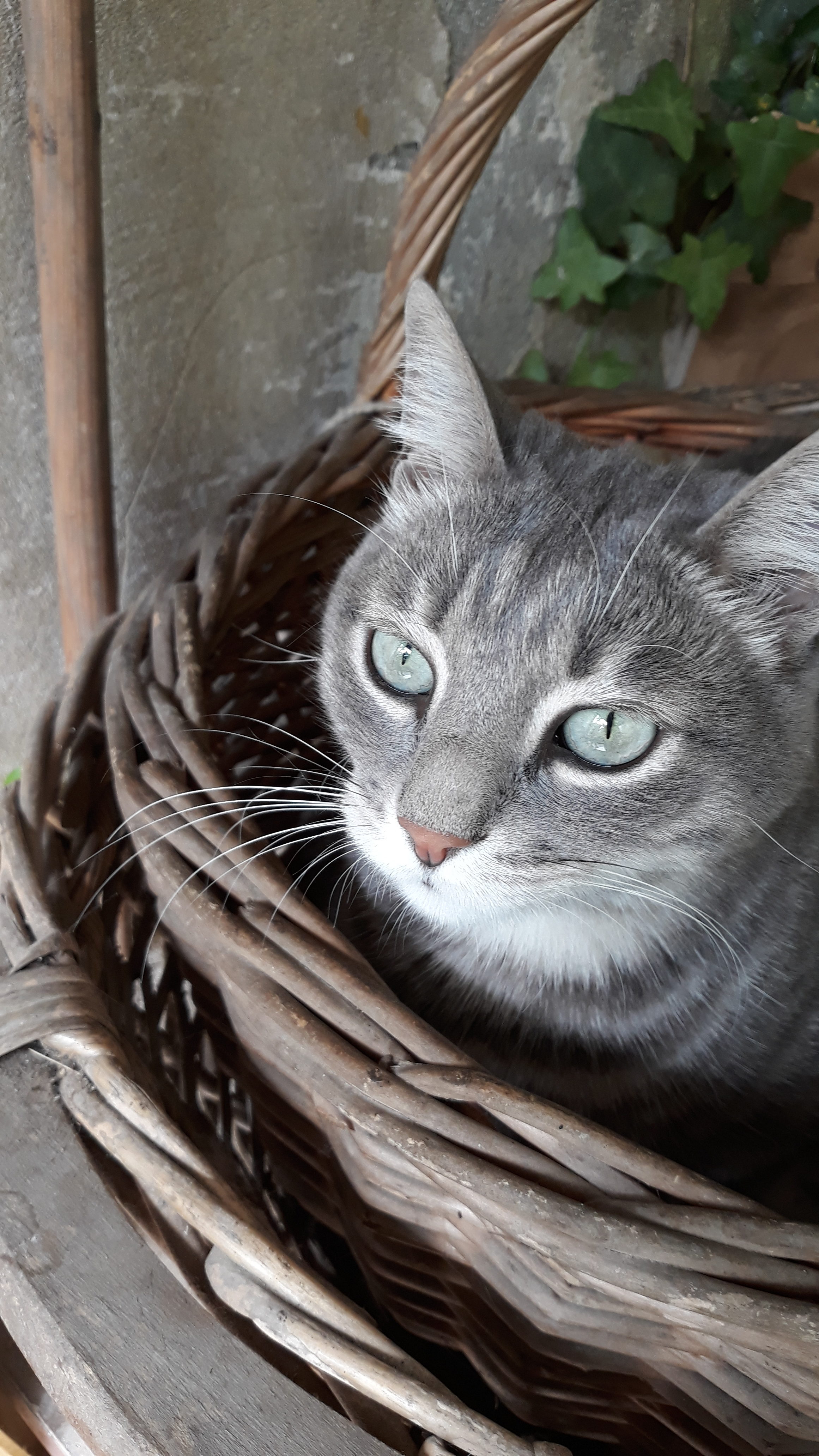 L’ORTO DI BABETTI – IL GATTO NELLA CESTA