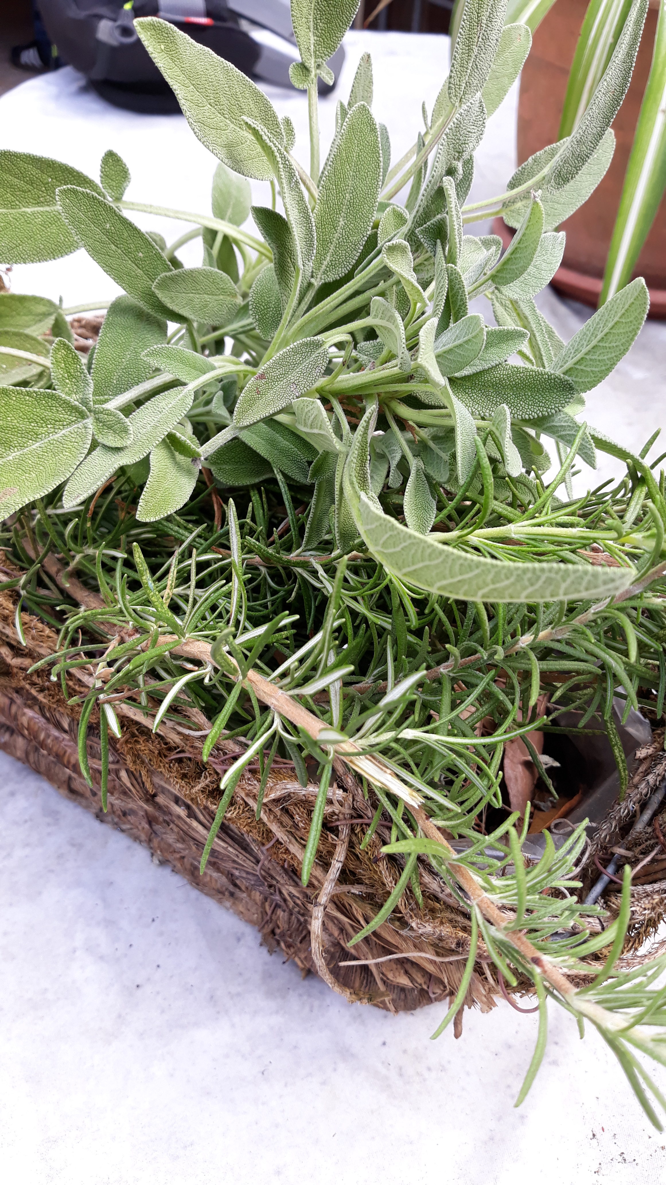 ERBE AROMATICHE dell’ORTO