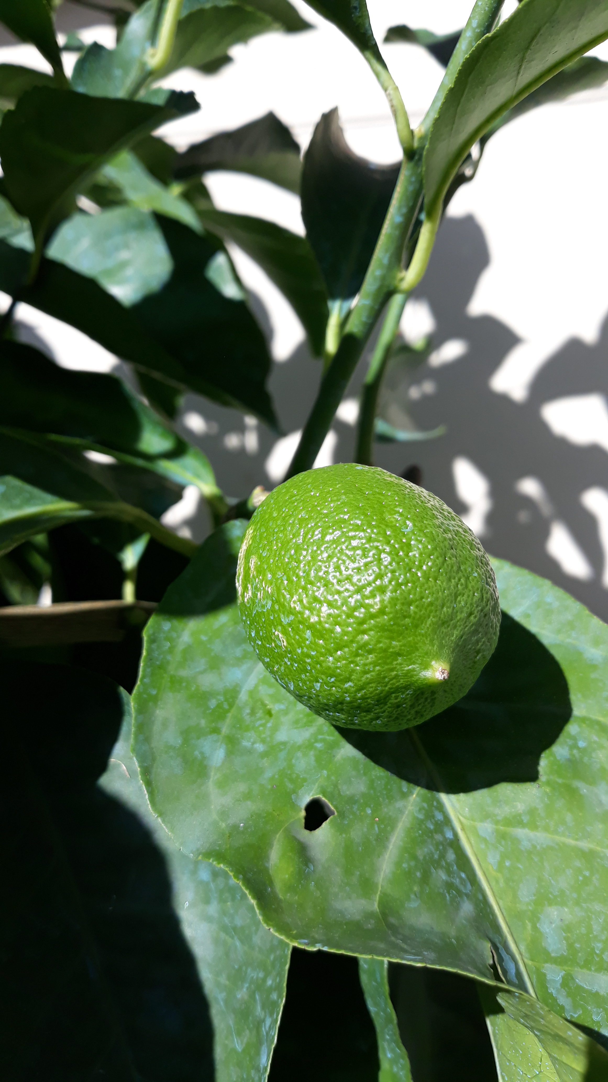 LIMONI VERDI